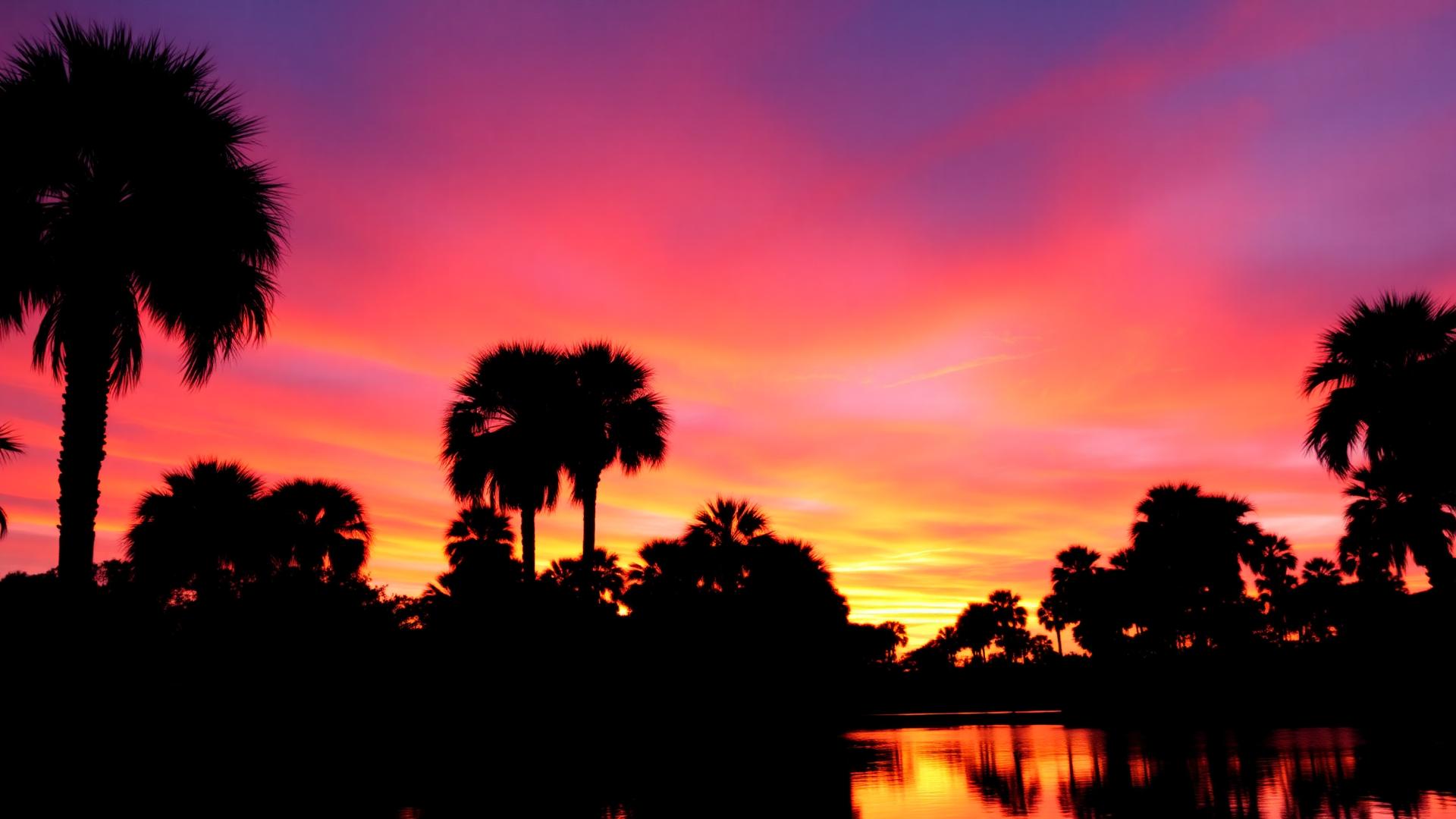 Orlando palm trees at sunset